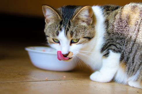 5 Alasan Kucing Suka Menjilati Lantai dan Permukaan Lainnya