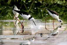 Biodiversitas Danau Limboto Dinilai Belum Dilihat sebagai Potensi Wisata