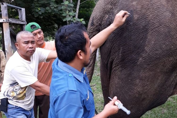 Tim medis melakukan pemeriksaan kesehatan gajah latih di Taman Nasional Tesso Nilo. Kesehatan satwa menjadi prioritas dalam kegiatan konservasi.