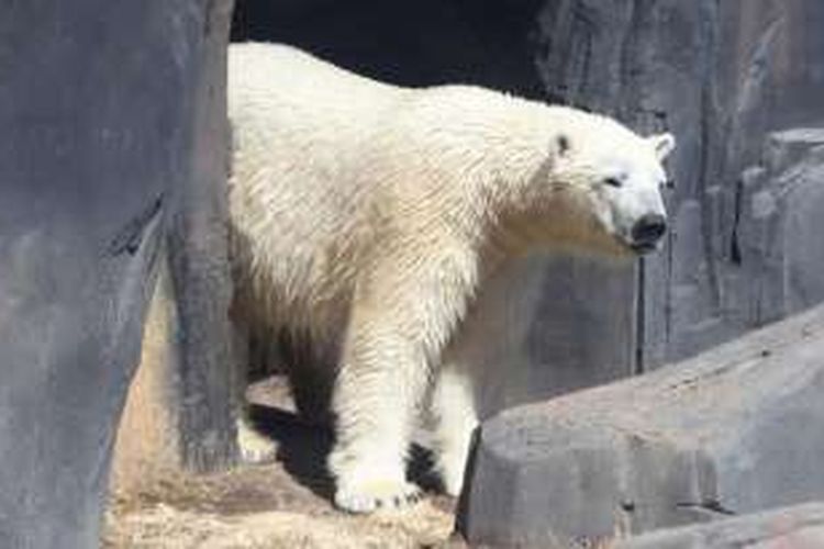 Berit, beruang kutub betina yang sempat lepas dari kandangnya di Kebun Binatang Cincinnati.