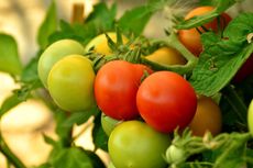 7 Jenis Tomat Berdasarkan Penampilannya, Apa Saja?