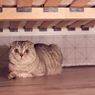 Mengapa Kucing Suka Bersembunyi?