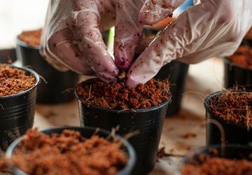 Bahan Pembuatan Media Tanam, Apa Saja?