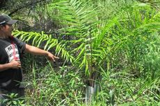 176 Hektar Lahan Warga Diserobot Perusahaan Sawit