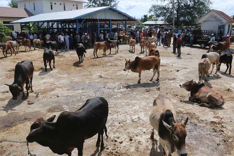 Hewan kurban dijual di Pasar Hewan Cot Iri, Kecamatan Krueng Barona Jaya, Kabupaten Aceh Besar, Sabtu (25/7/2020). Menjelang Hari Raya Idul Adha 1441 Hijriah, permintaan hewan kurban baik sapi dan kambing menurun diduga akibat pandemi Covid-19.