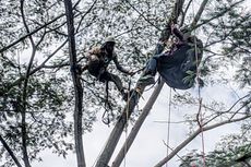 Terbawa Angin Kencang, Penerbang Paralayang Tersangkut di Pohon