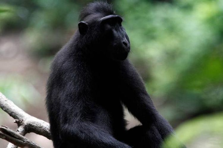 Monyet hitam Sulawesi atau Yaki (Macaca nigra), merupakan salah satu maskot Taman Wisata Alam Batuputih, Kota Bitung, Sulawesi Utara.