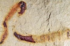 Fosil Pencernaan 550 Juta Tahun, Ungkap Misteri Struktur Hewan Purba