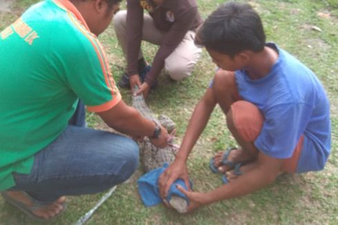 Tiga Ekor Buaya Muara Nyaris Jadi Santapan Warga