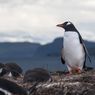Musim Kawin Penguin di Antartika Maju dari Biasanya, Dampak Krisis Iklim?