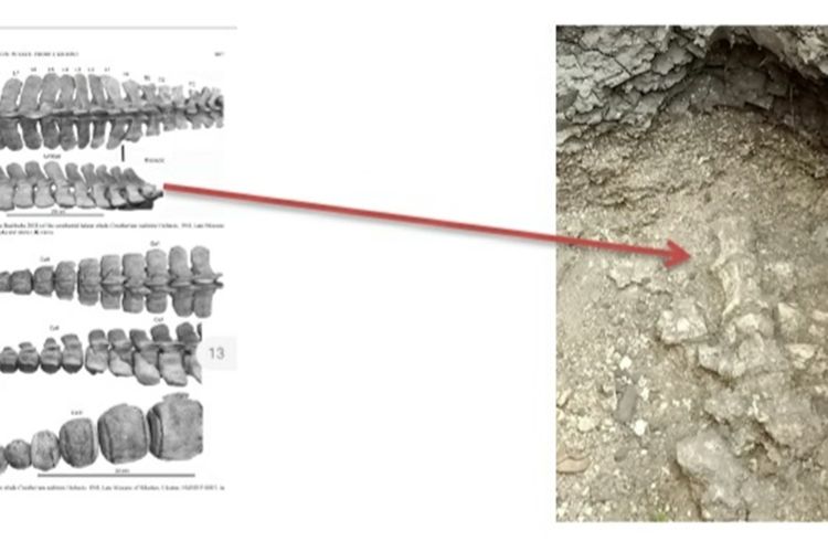 Fosil paus berupa tulang belakang (vertebrae) yang ditemukan di Desa Kapuan, Kecamatan Cepu, Kabupaten Blora, Jawa Tengah.