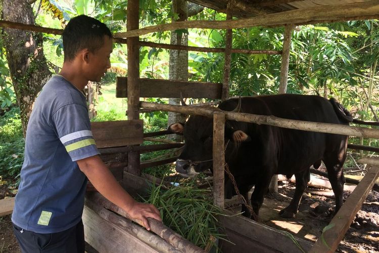Presiden Republik Indonesia (RI) Joko Widodo (Jokowi) berkurban satu ekor sapi untuk masyarakat korban longsor di Pulau Serasan, Kabupaten Natuna, Kepulauan Riau (Kepri).