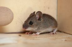 Cara Mengusir Tikus Pakai Garam, Mudah Dilakukan