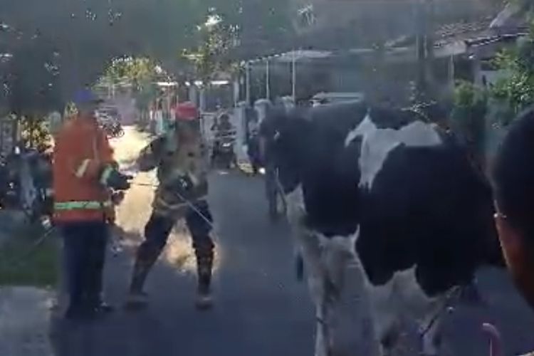 Petugas Damkarmat Banyuwangi saat menenangkan sapi yang berhasil dikejar, Jumat (6/6/2025)