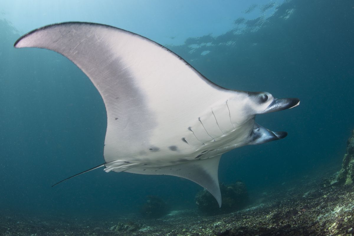 Manta karang (Mobula alfredi). Taman Nasional Komodo, menurut studi menjadi rumah bagi pari manta terbesar di dunia.