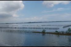 Pengelola Tol Bali Bantah Tanaman Mangrove G20 Tidak Dirawat