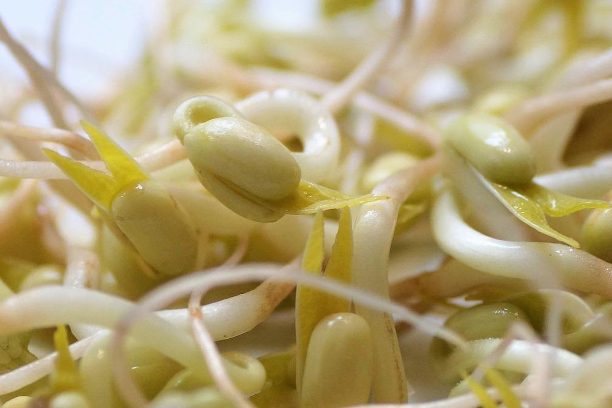 Ilustrasi tauge, toge. 