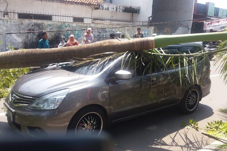 Pohon Palem menimpa mobil minibus bernomor polisi B 1112 TRH, milik Deni Jaelani, di jalan Drajat, Kecamatan Harjamukti, Kota Cirebon, Senin (6/5/2019). Dia sangat berharap dan memohon pihak terkait membantu proses perbaikan mobilnya yang rusak. 