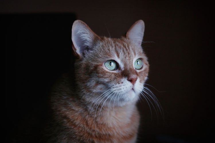 Ilustrasi mata kucing, penglihatan kucing. 