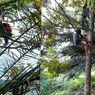 Viral, Foto Sejumlah Siswa Panjat Pohon Cari Sinyal untuk Belajar Daring di Simalungun 