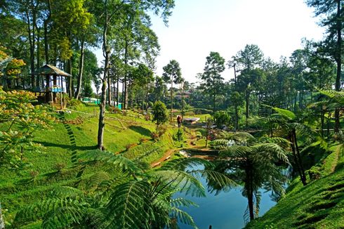 Serunya Menjelajah Kebun Teh Pagilaran Batang