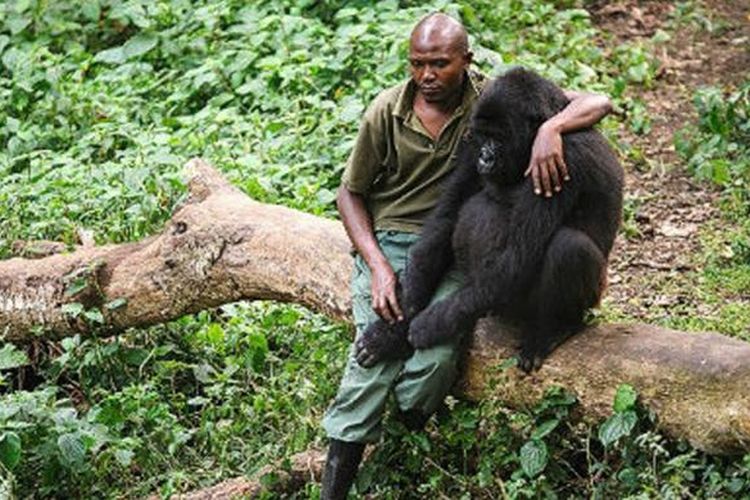 Seorang jagawana di Taman Nasional Virunga di Kongo sedang berpose bersama seekor gorila.