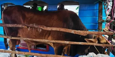 Pemkab Natuna Kawal Ketat Distribusi Sapi Kurban Presiden ke Pulau Terluar