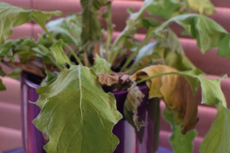 Ilustrasi tanaman layu. 