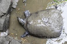 Mendadak Mati, Kura-kura Paling Langka di Dunia Tinggal 3 Ekor