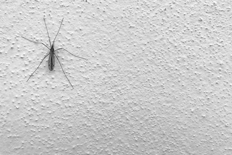 Hewan Kecil di Tembok Lembap&nbsp;