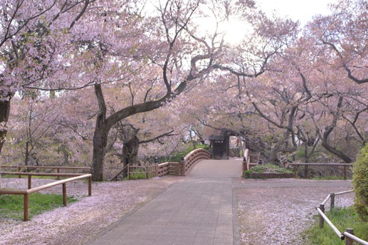 Taman Takatojoshi Koen di daerah Shinshu, Prefektur Nagano, Jepang, merupakan sebuah taman yang terkenal sebagai tempat melihat bunga sakura. Setiap tahun, sekitar 200.000 wisman datang ke taman ini.
