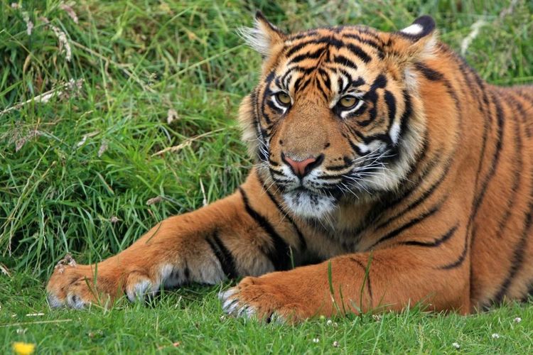 Harimau Sumatera merupakan salah satu fauna Asiatis.