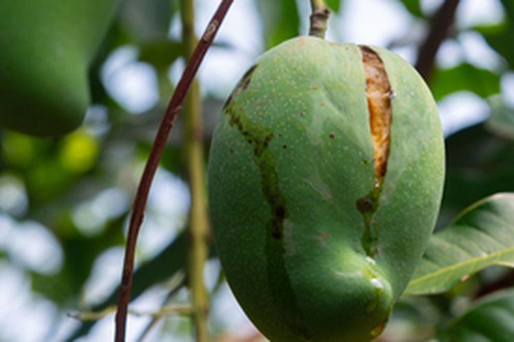 Buah mangga yang pecah sebelum dipanen