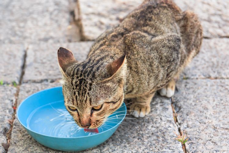 Jika air yang tersedia tidak cukup segar dan bersih atau tidak tersedia air sama sekali, mungkin itu yang menjadi penyebab kenapa kucing tidak suka makanan kering yang biasa dimakannya.
