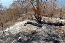 Kebakaran Lahan di Sikka, 3 Desa Terdampak