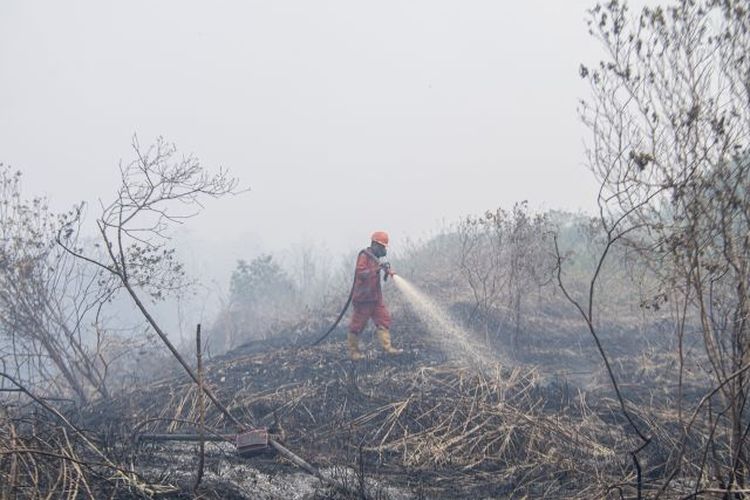  Petugas Manggala Agni memadamkan kebakaran lahan gambut di Desa Jungkal, Kecamatan Pampangan, Ogan Komering Ilir, Sumatera Selatan, Selasa (19/9/2023). Asap akibat kebakaran lahan di daerah itu tertiup angin sampai ke wilayah Jambi.