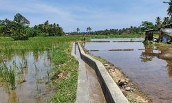 Berkat RJIT, Produktivitas Pertanian Poktan di Padang Pariaman Ini Melonjak