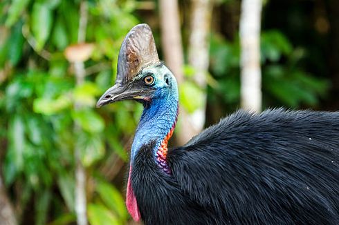 Bukan Hanya Penguin, Ini 7 Burung yang Punya Sayap tapi Tidak Bisa Terbang