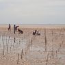 Program Wisata Desa Kersik, Tanam 1.000 Pohon Mangrove Tahun Ini untuk Cegah Abrasi
