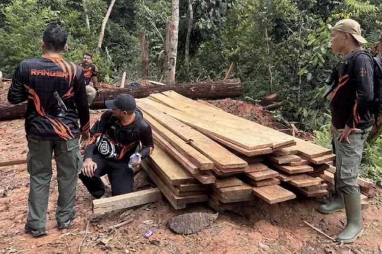 Dua Tersangka Pembalakan Liar di Hutan Penyangga Taman Nasional Bukit Tiga Puluh Ditangkap
