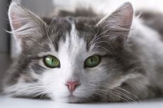Kenapa Salah Satu Mata Kucing Lebih Berair?