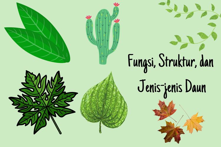 Ilustrasi fungsi daun, struktur daun, jenis-jenis daun, dan jenis daun.