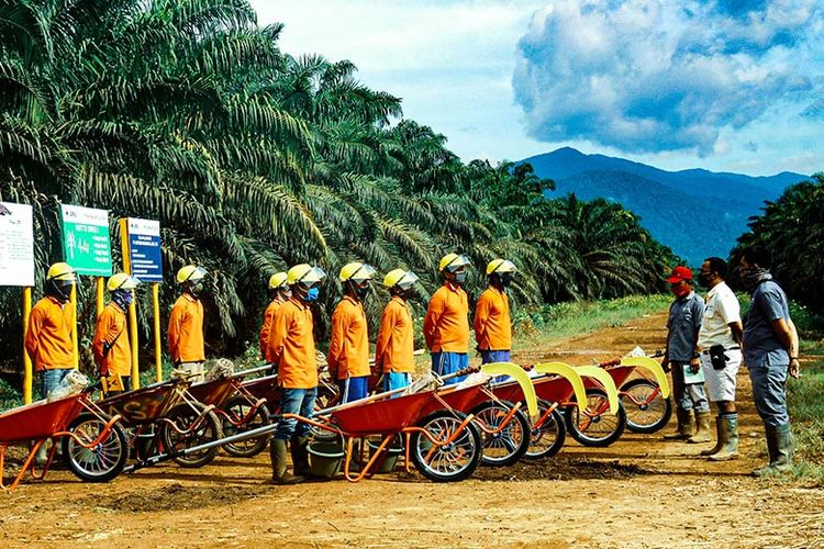  Pelaksanaan apel pagi di salah satu perkebunan kelapa sawit PT Austindo Nusantara Jaya Tbk (ANJ)