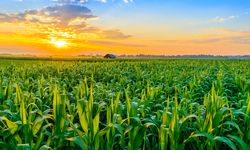 Agar Kualitas Panen Meningkat, Mentan Ajak Petani Jagung di Jeneponto Manfaatkan KUR 