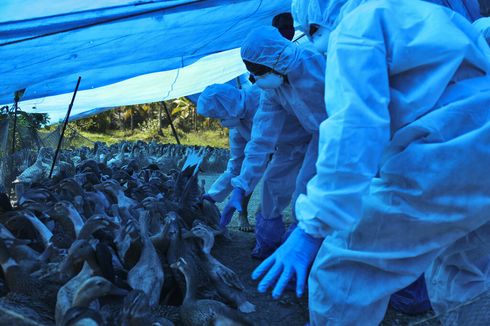 Kasus Flu Burung Ditemukan Lagi di AS, Industri Peternakan Diminta Waspada