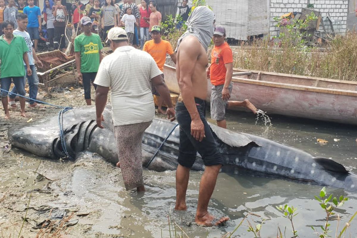 Salah satu hiu tutul yang ditemukan warga Desa Sukorejo, Kecamatan Kebomas, Gresik.