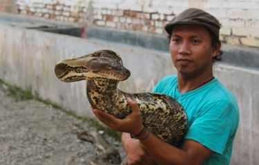 Cerita Pemilik 10 Ular Piton, Biaya Rp 3 Juta Per Bulan hingga ...