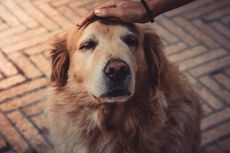 Kenali, Arthritis pada Anjing dan Tanda-tandanya