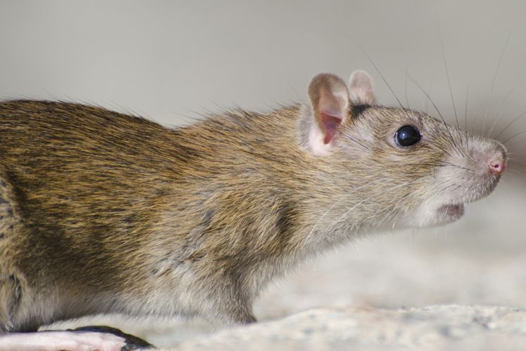 Hantavirus berasal dari tikus dan hewan pengerat lainnya.