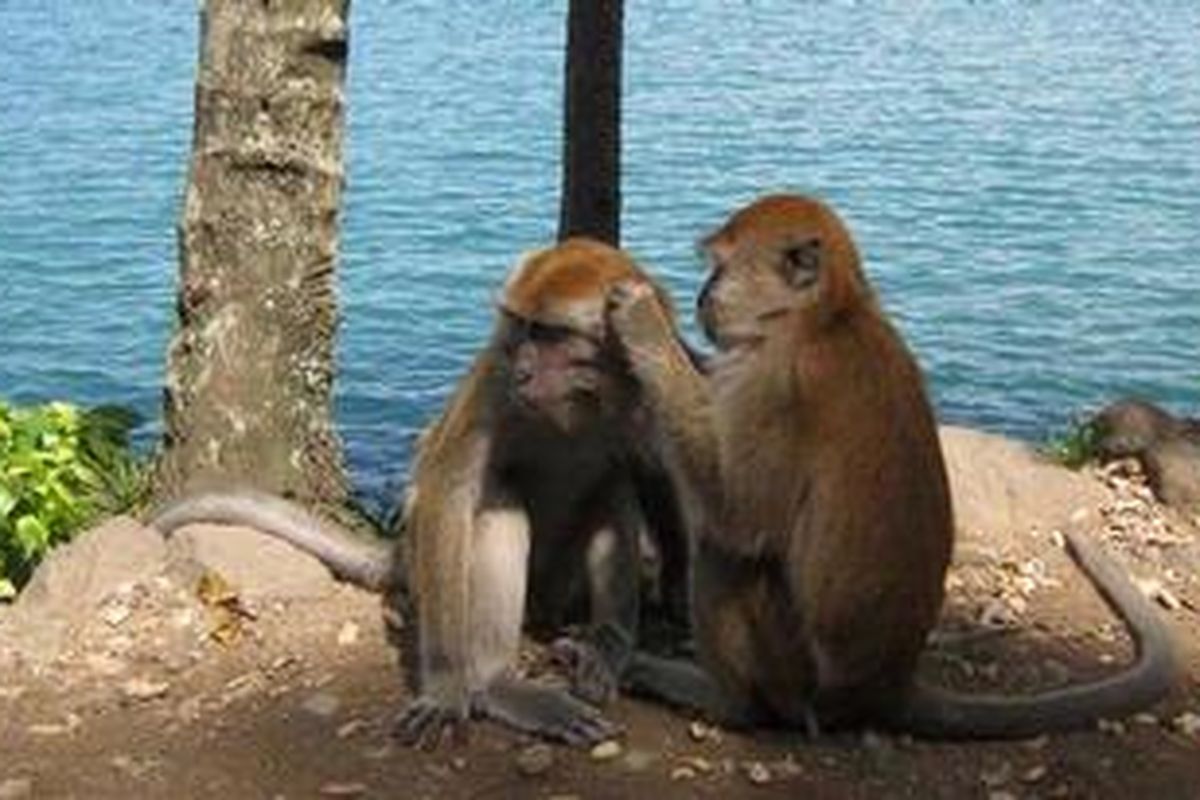 Beberapa ekor monyet, Minggu (17/7/2011) tengah bercengkrama di pinggir jalan raya kawasan Gaung, Kecamatan Lubuk Begalung, Kota Padang, Sumbar dengan latar belakang kapal-kapal yang antre hendak sandar di Pelabuhan Teluk Bayur.